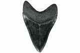 Fossil Megalodon Tooth - South Carolina #208563-1